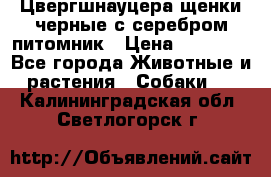 Цвергшнауцера щенки черные с серебром питомник › Цена ­ 30 000 - Все города Животные и растения » Собаки   . Калининградская обл.,Светлогорск г.